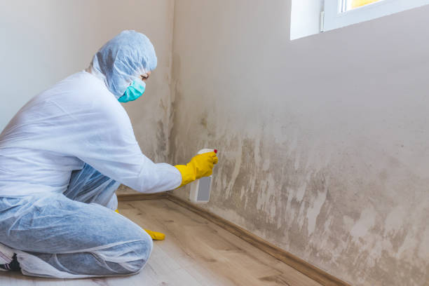 Licensed Mold Remediation service in Worcester, MA - WQB Mold Removal